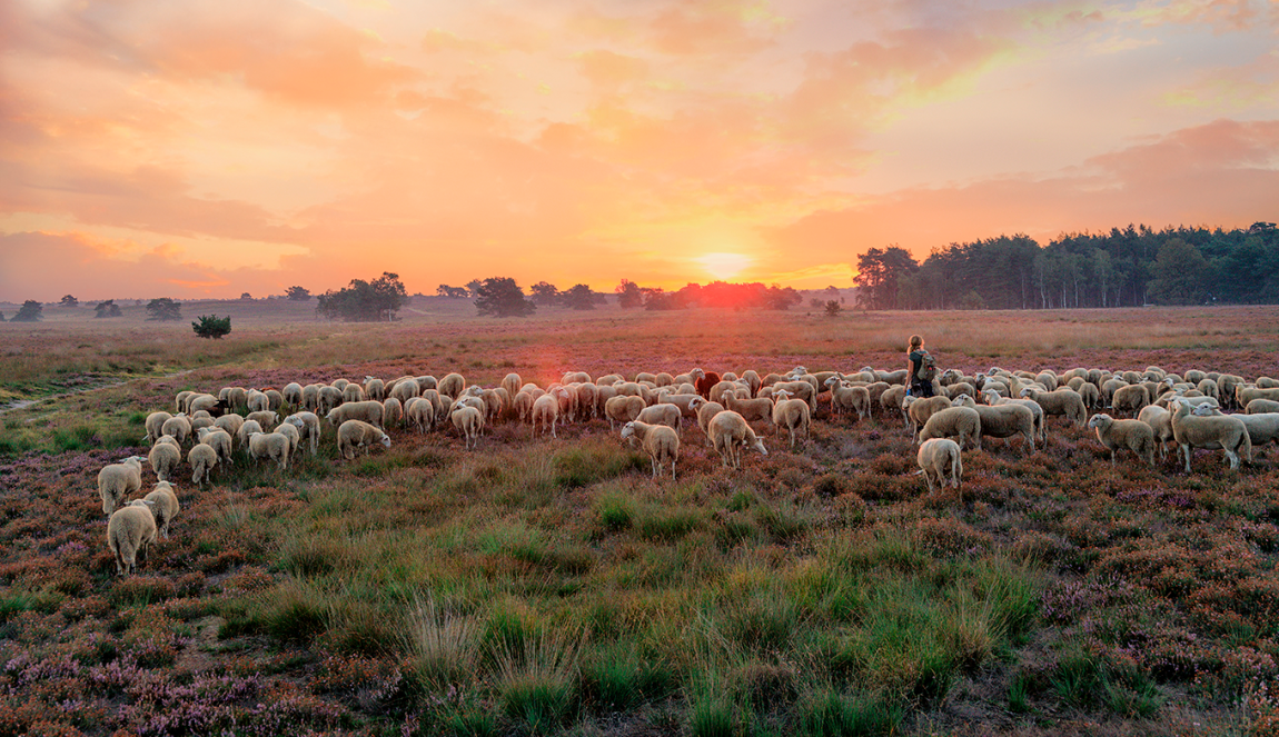 Kudde schapen met een herdering bij zonsondergang